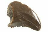 Rare, Serrated Troodontid (Troodon) Tooth - Montana #338966-1